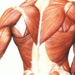 Структура мышц